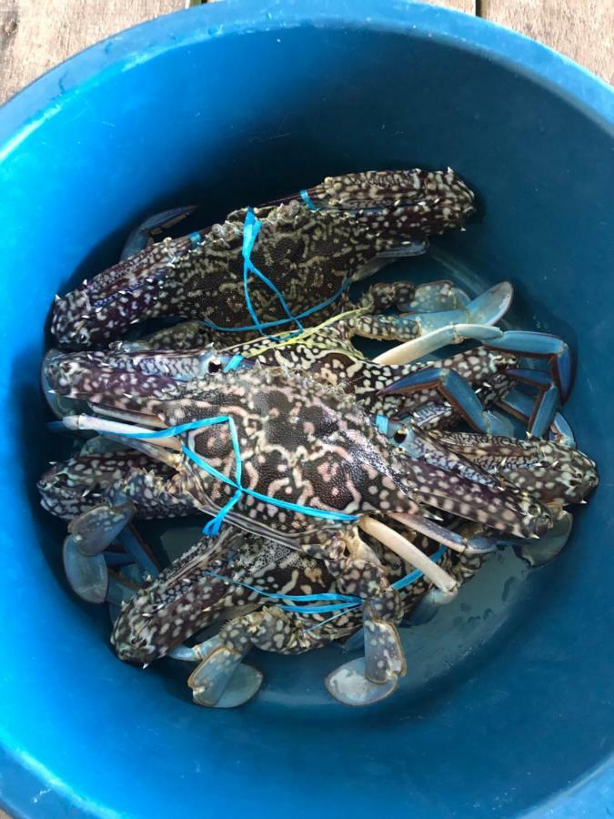 Mabul Island Spheredivers Scuba & Leisure מראה חיצוני תמונה